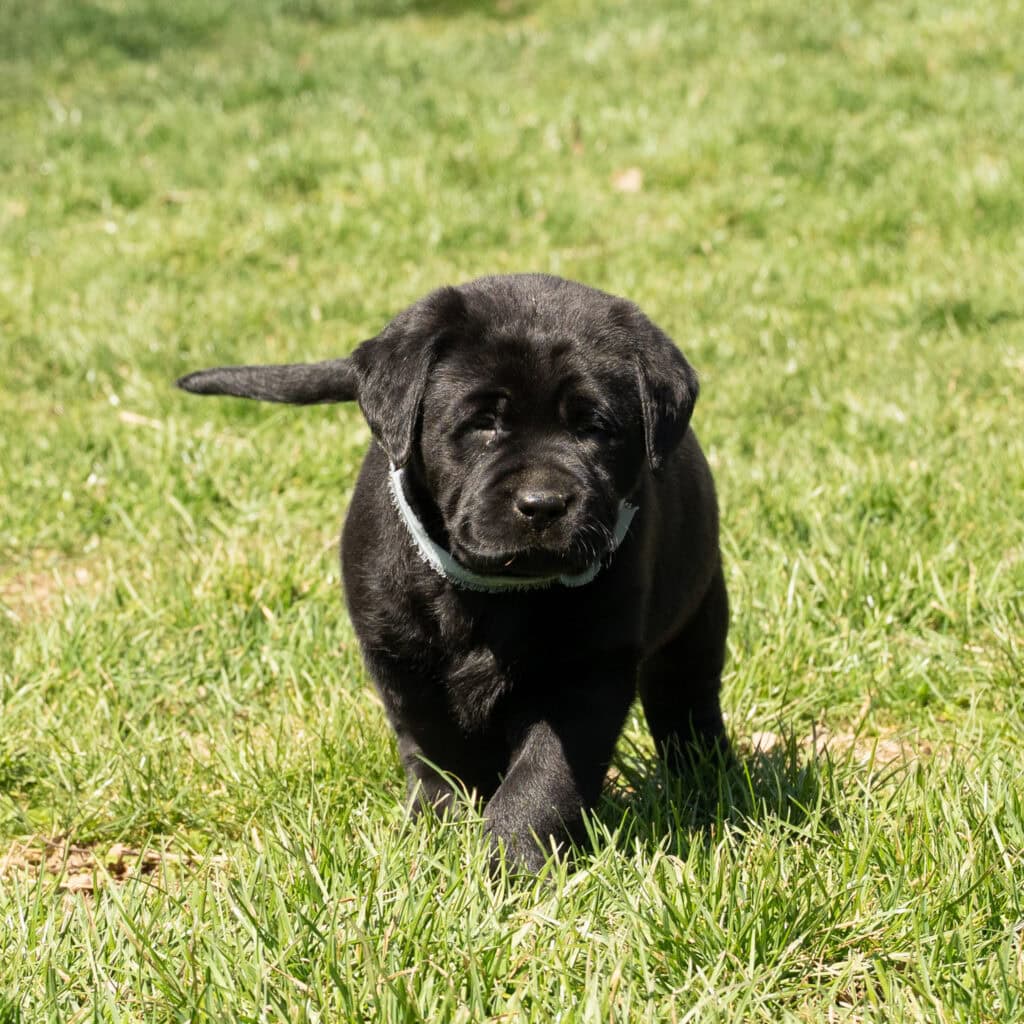 Black Labrador Retriever puppy in a grassy field, adorable and playful.