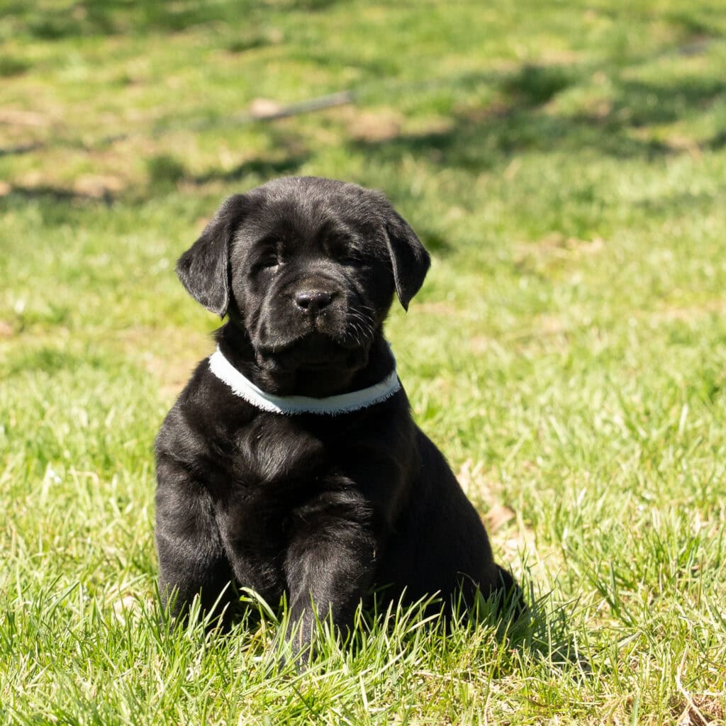 Black Labrador Retriever puppy sitting on green grass in Massachusetts, adorable and playful.