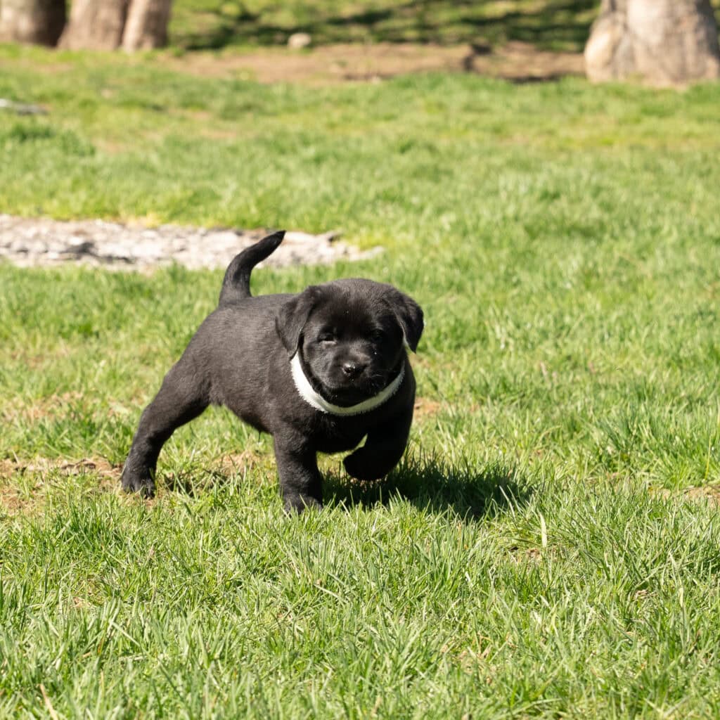 Black Labrador Retriever puppy running on green grass in Massachusetts, adorable and energetic.