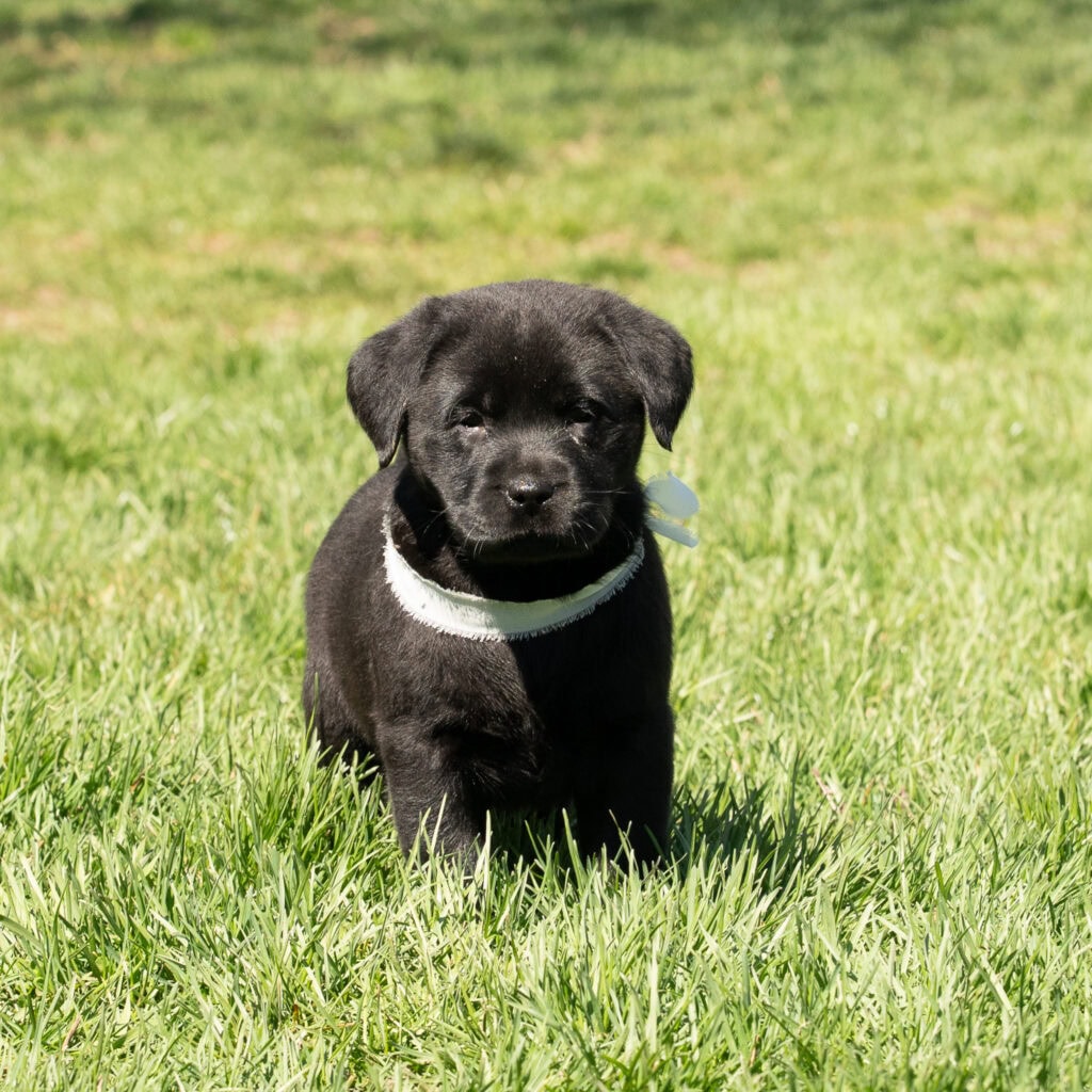 Black Labrador Retriever puppy sitting on green grass in Massachusetts, adorable and playful.