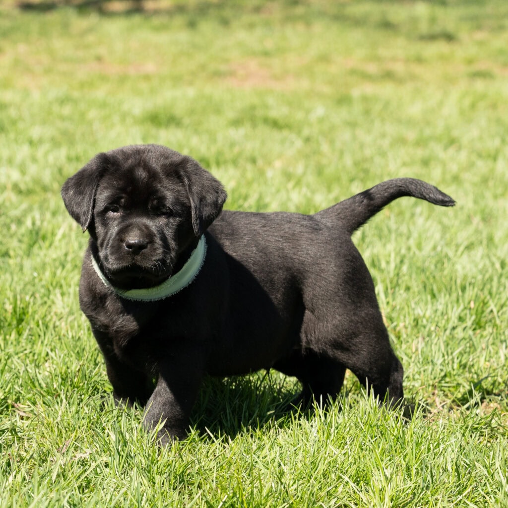 Adorable black Labrador puppy in Massachusetts, playful and energetic.