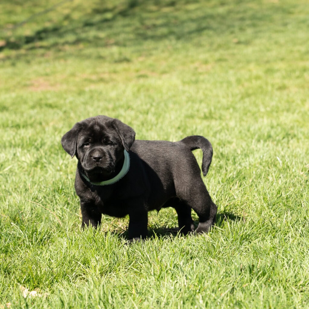Black Labrador Retriever puppy in a grassy field, adorable and playful.