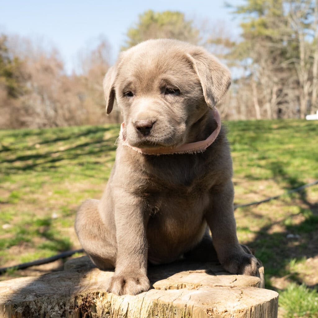 Adorable Labrador puppy sitting outdoors in Massachusetts, natural sunlight, green background.
