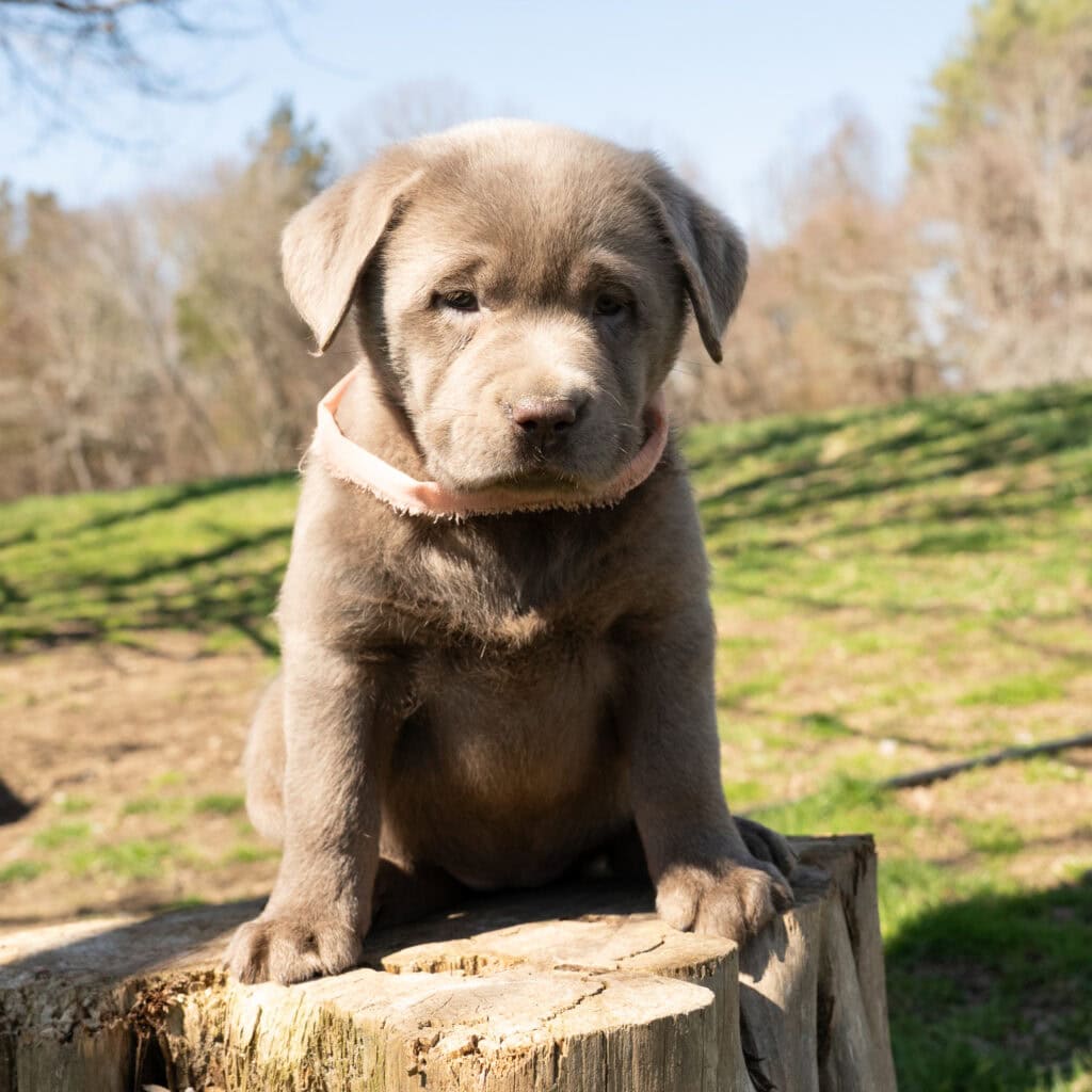 Silver Female- Only One in Litter
