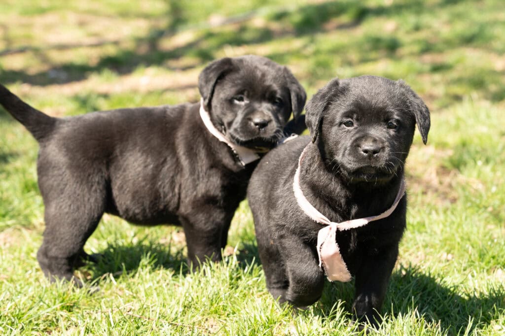 Black Labrador Retriever puppies playing outdoors in Massachusetts, adorable and energetic.