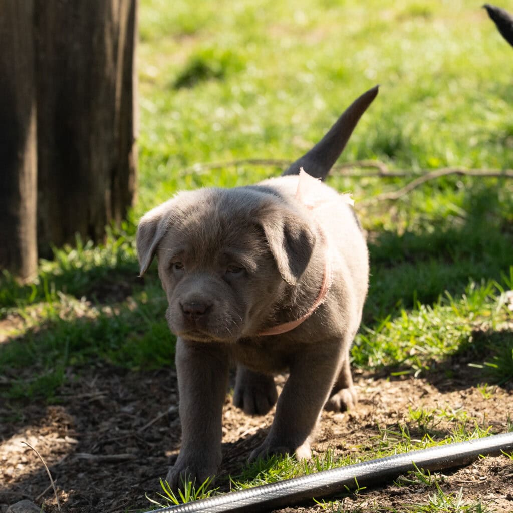 Adorable Labrador Retriever puppy in Massachusetts outdoor setting, exploring nature.