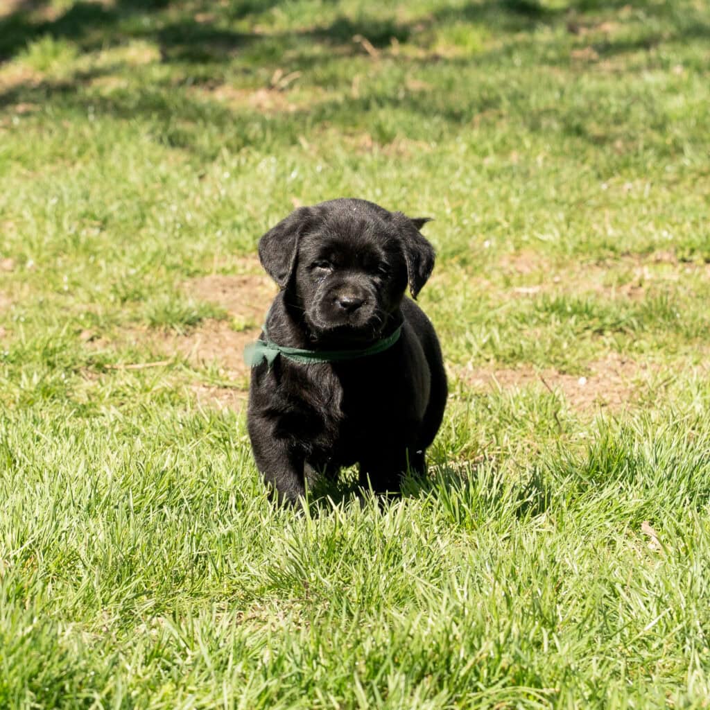 Black Labrador Retriever puppy sitting on green grass in Massachusetts, adorable and playful.