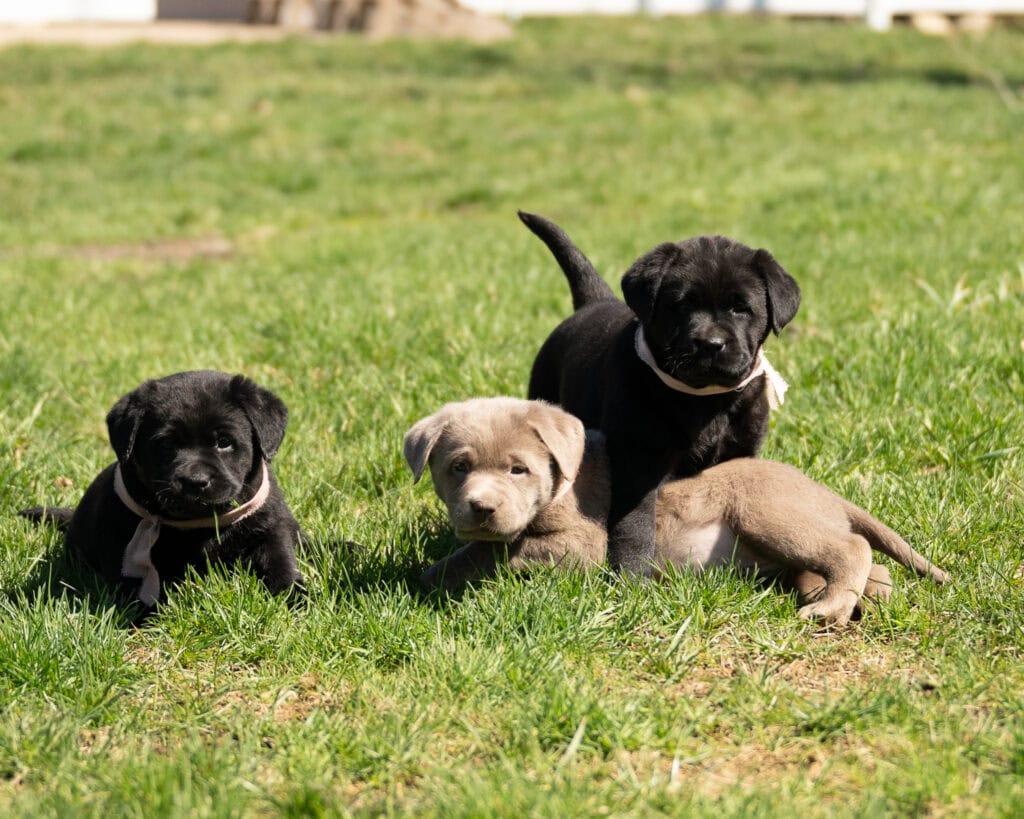 Black and beige Labrador Retriever puppies playing on green grass in Massachusetts.