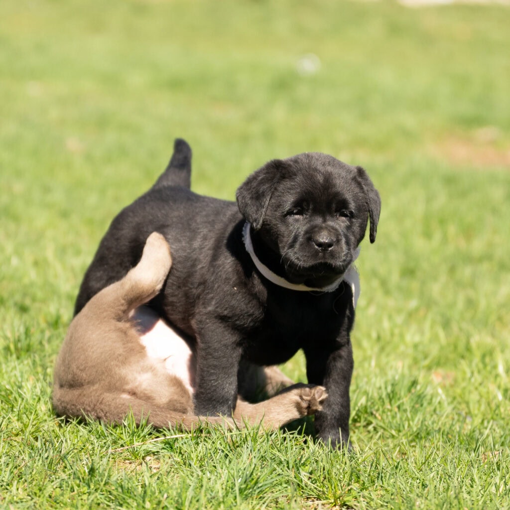 Black Female- You Choose 2nd (2 Total)