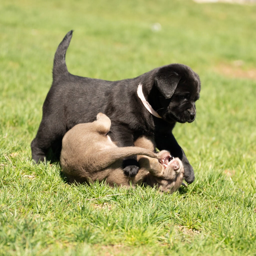 Black Labrador Retriever puppy playing with a brown puppy on green grass in Massachusetts.