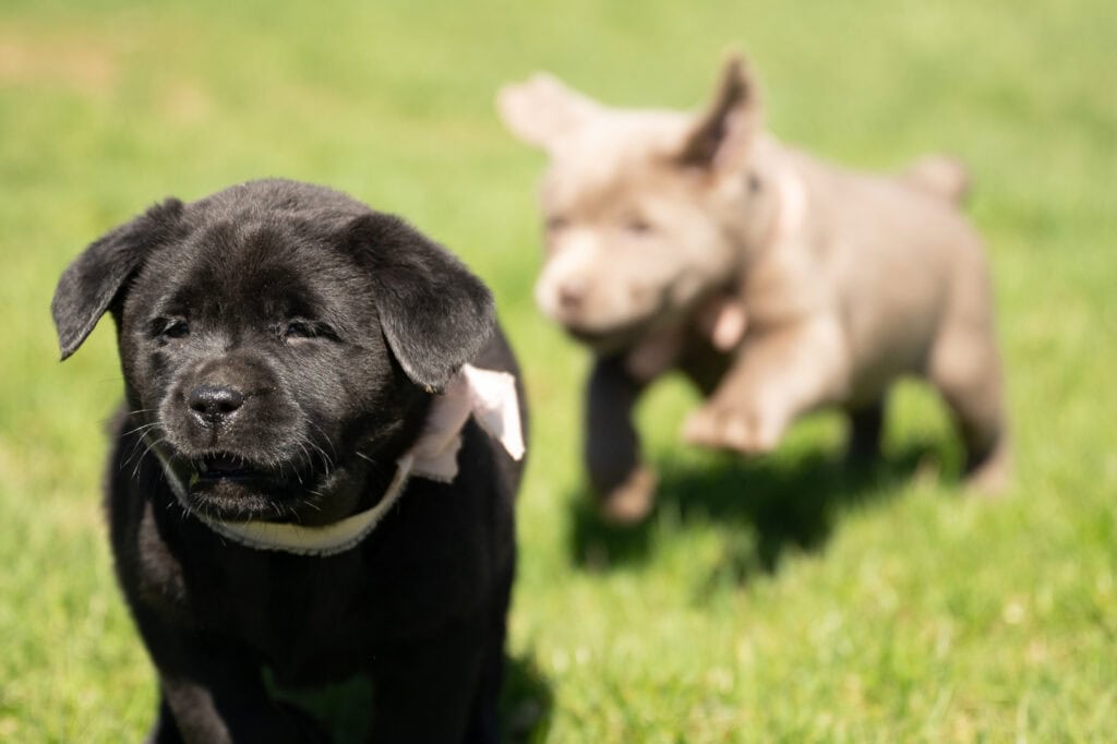 Black Labrador Retriever puppy in Massachusetts, playful and adorable.