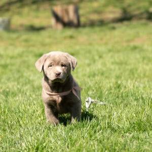 Adorable Labrador puppy in green Massachusetts field, outdoor dog photography.