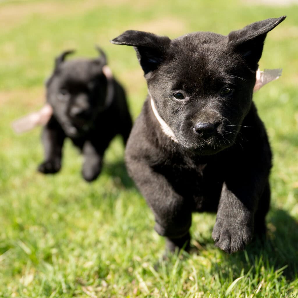 Black Female- You Choose 2nd (2 Total)