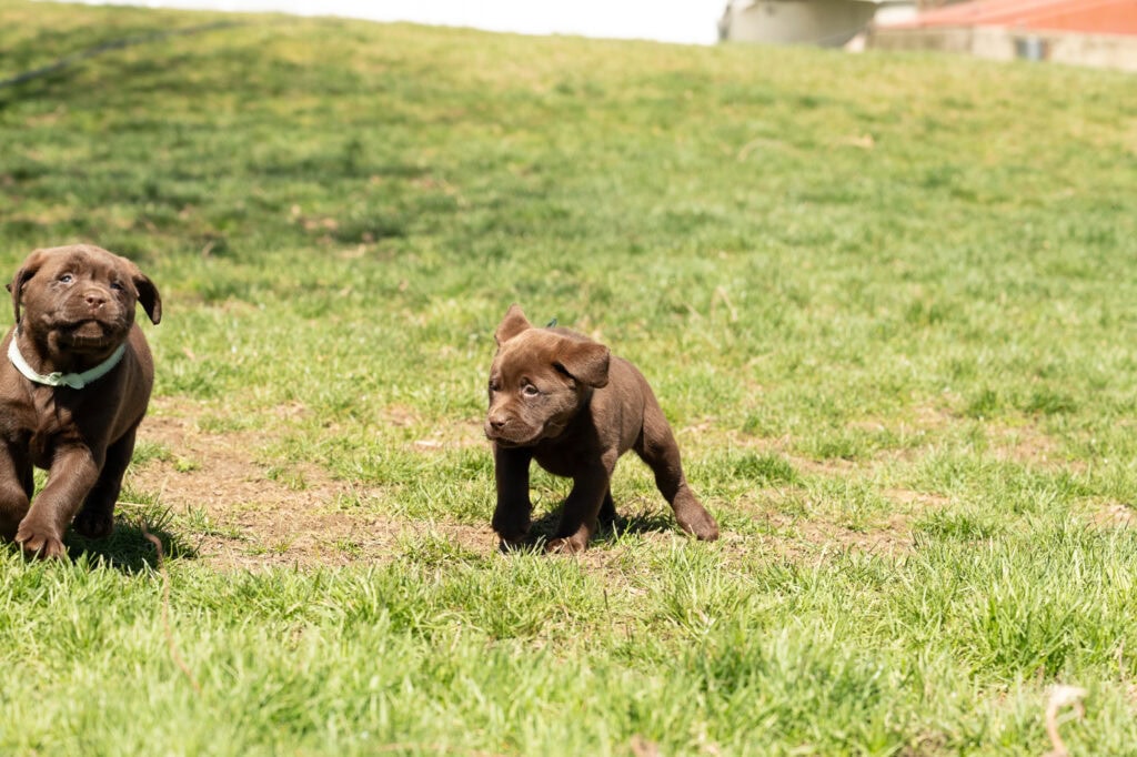 Chocolate Labrador Retriever puppies playing on a grassy field in Massachusetts.