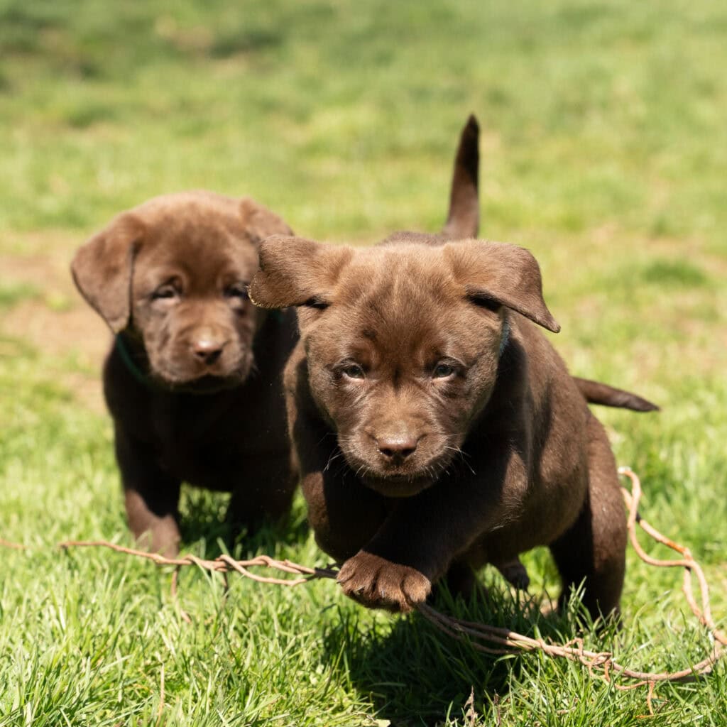 Adorable chocolate Labrador puppies playing outdoors in Massachusetts grass.