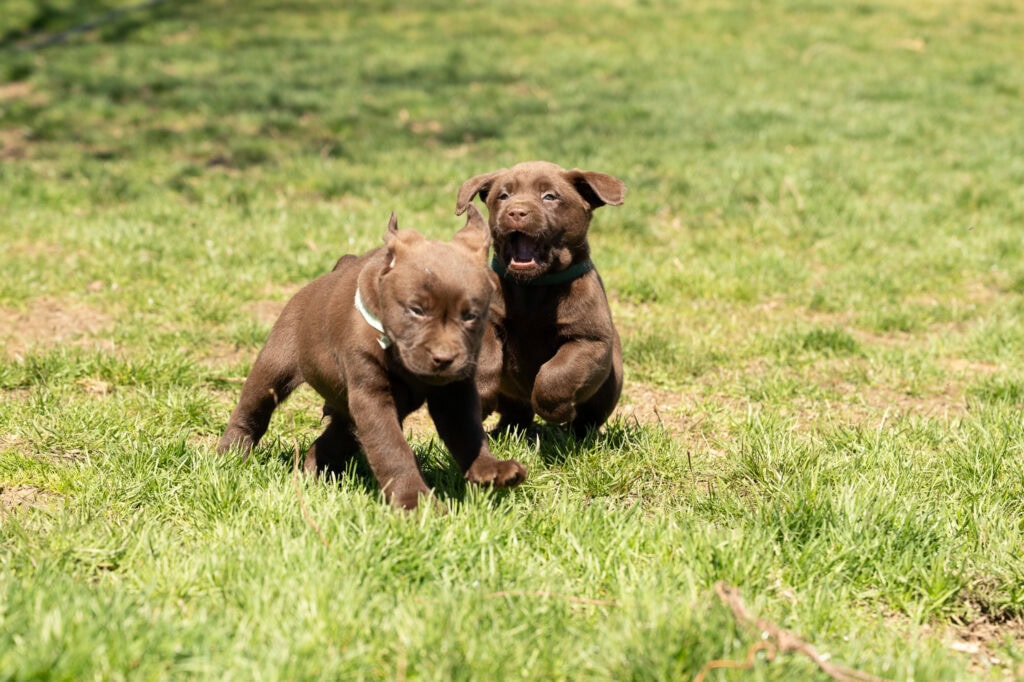 Brown Labrador Retriever puppies playing on green grass in Massachusetts.