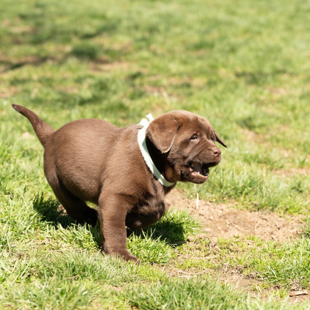 Adorable chocolate Labrador puppy playing outdoors in Massachusetts grass.