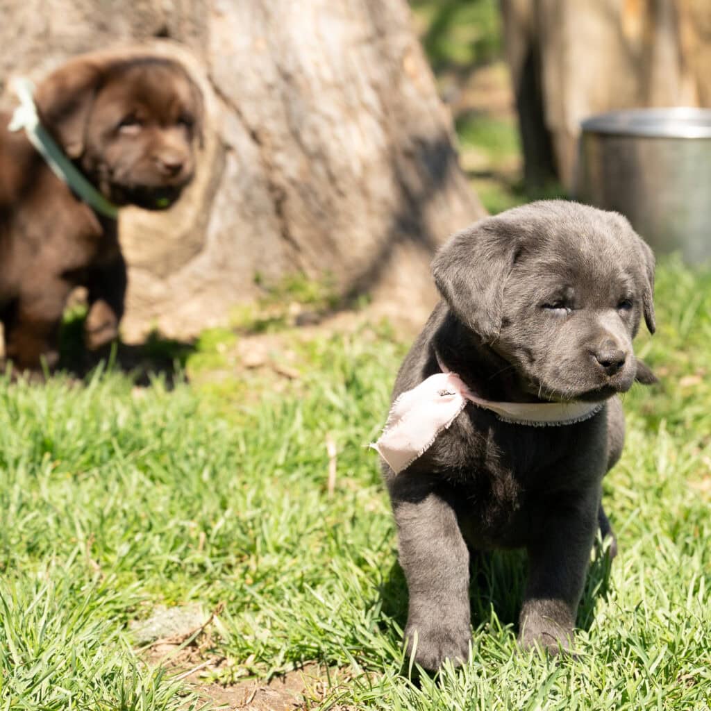 Adorable black Labrador Retriever puppy in Massachusetts outdoor setting.