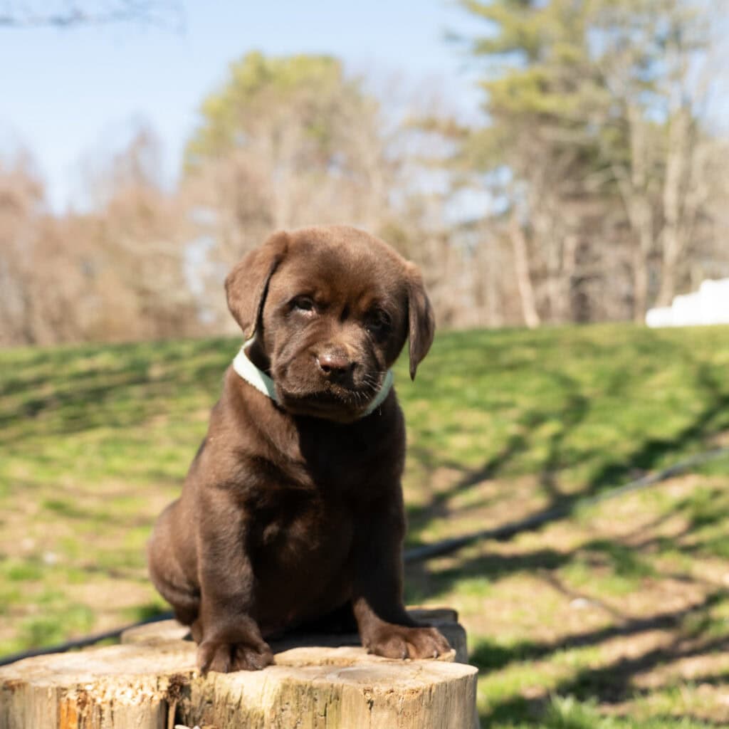 Chocolate Labrador Retriever puppy sitting outdoors on a tree stump in Massachusetts, surrounded by.
