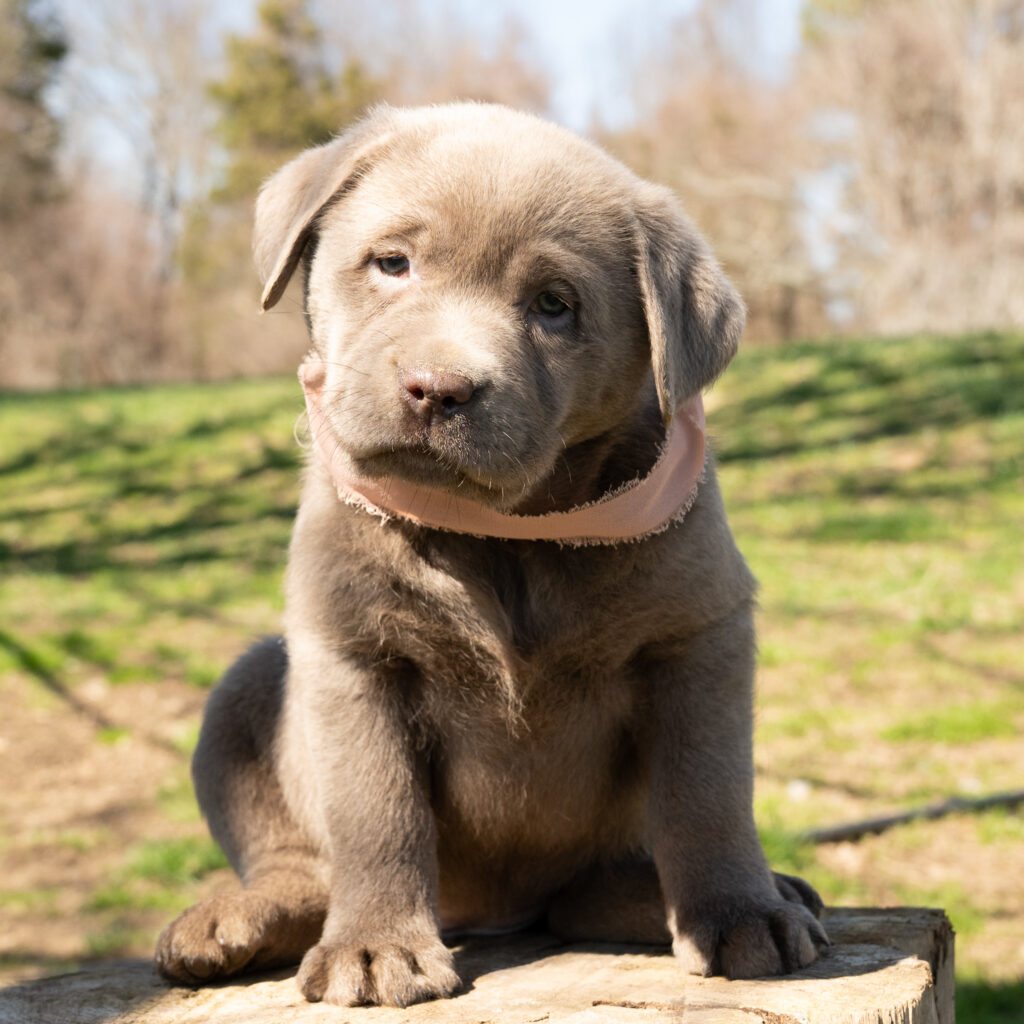 Silver Female- Only One in Litter