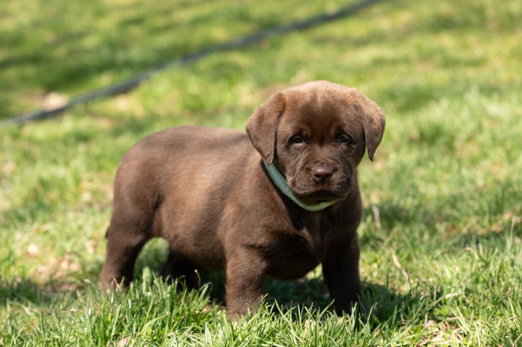 Adorable chocolate Labrador puppy in a grassy outdoor setting in Massachusetts.