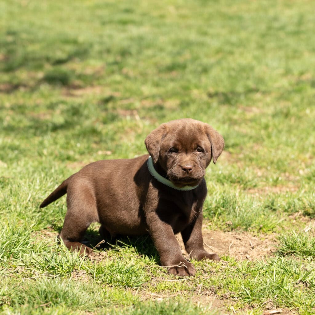 Adorable chocolate Labrador puppy from Wild Labradors in Massachusetts.