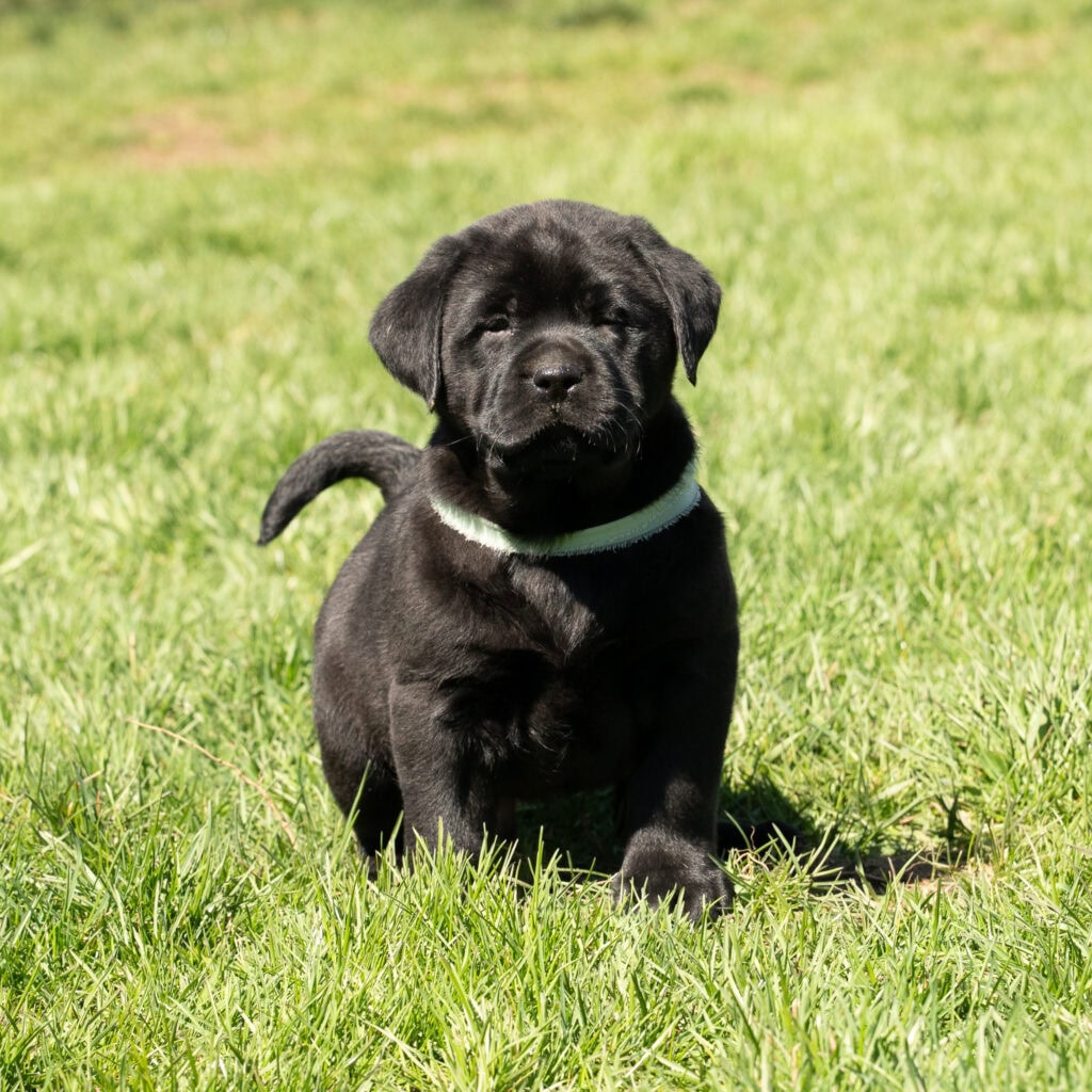 Black Labrador Retriever puppy sitting on green grass in Massachusetts, adorable and playful.