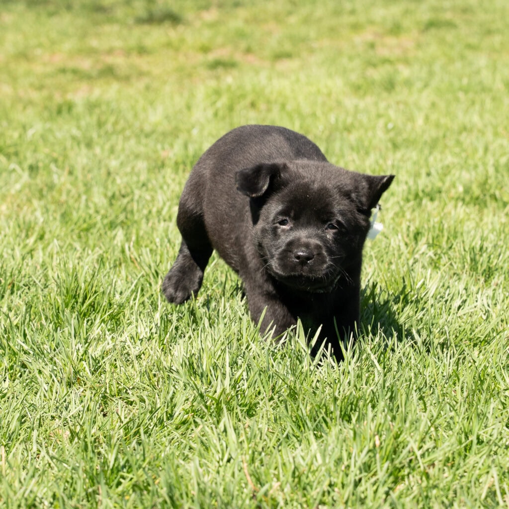 Black Labrador Retriever puppy walking on green grass in Massachusetts.