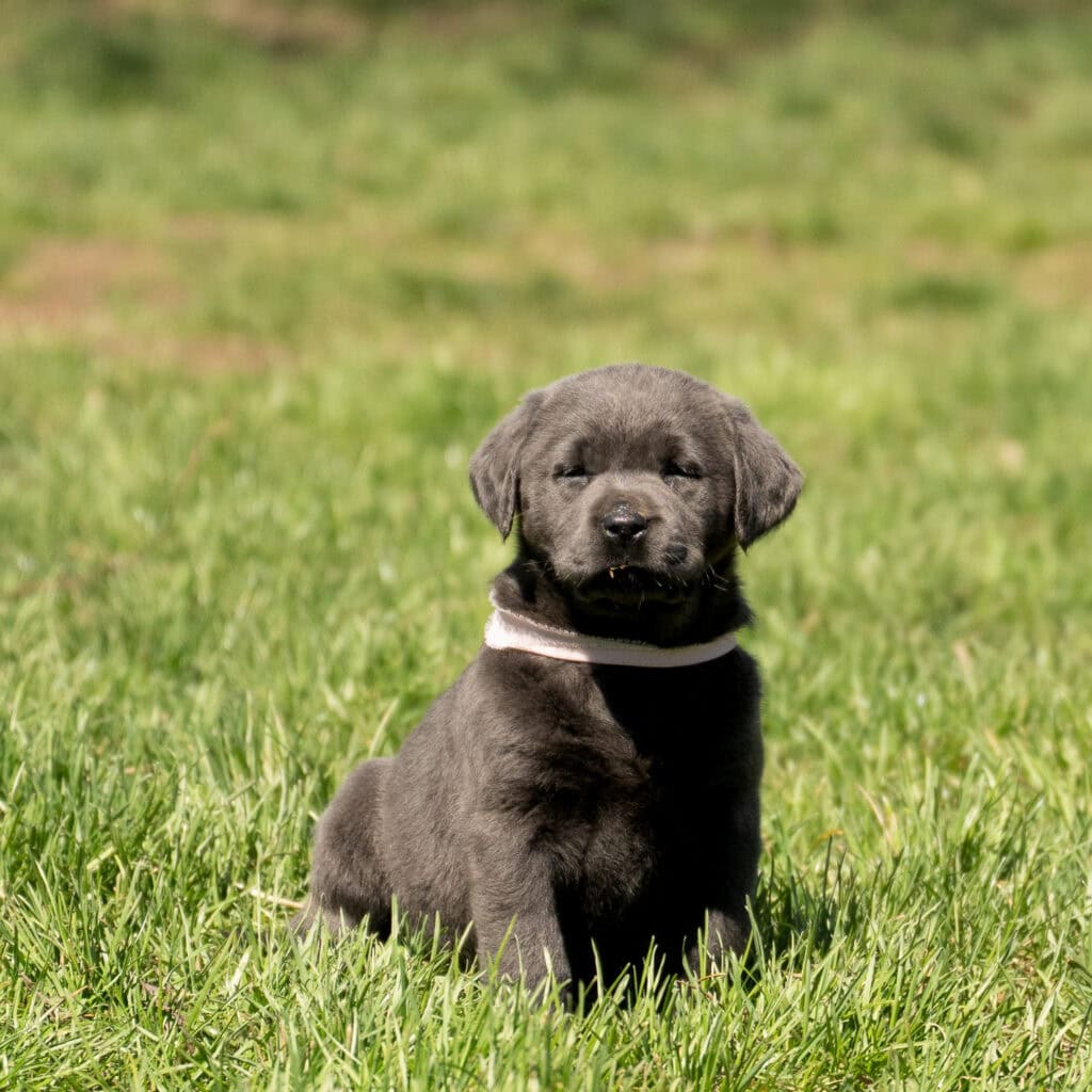 Black Labrador Retriever puppy sitting on green grass in Massachusetts, adorable and playful.