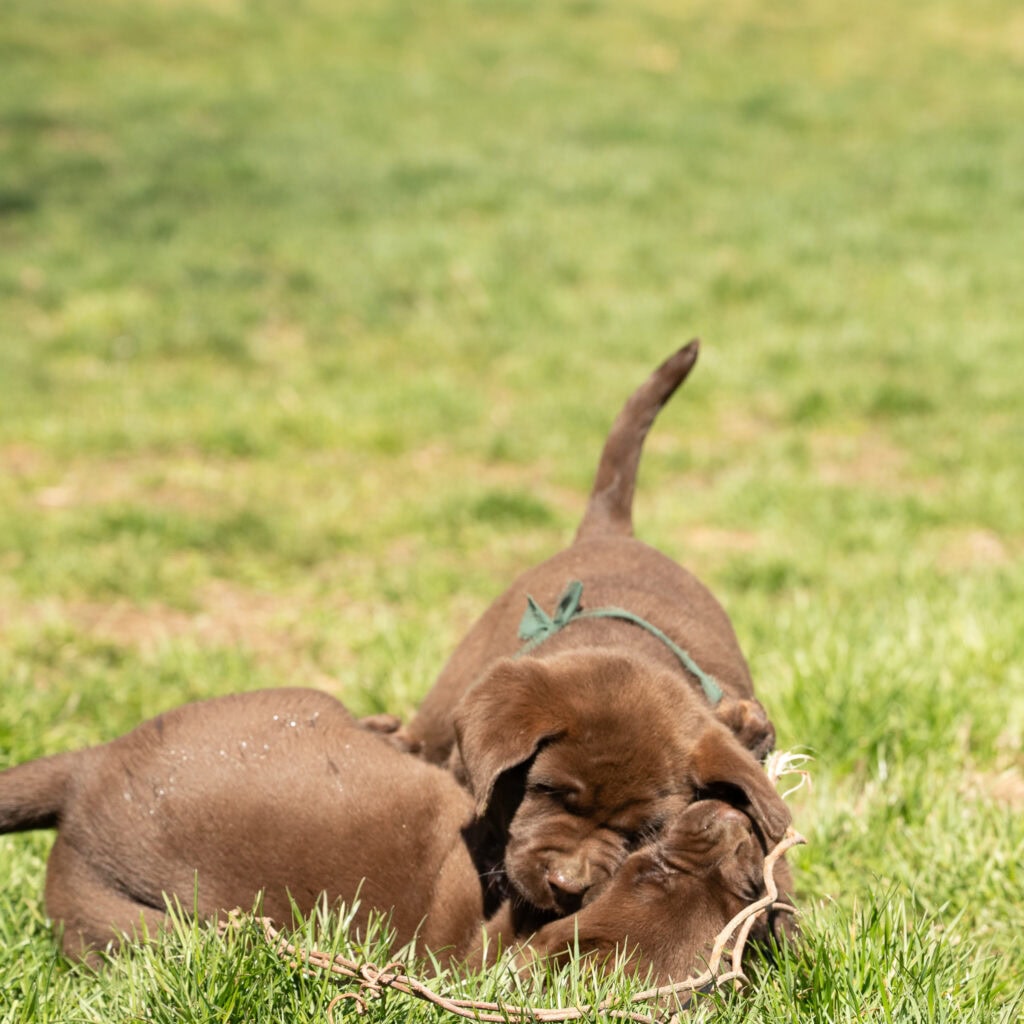Two playful Wild Labrador puppies in Massachusetts on green grass.