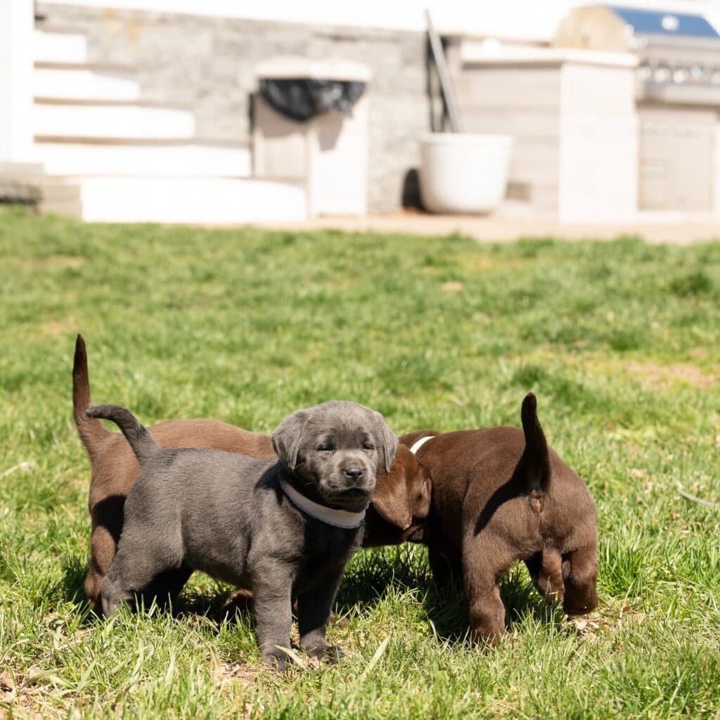 Adorable Labrador puppies playing on green grass in Massachusetts backyard.