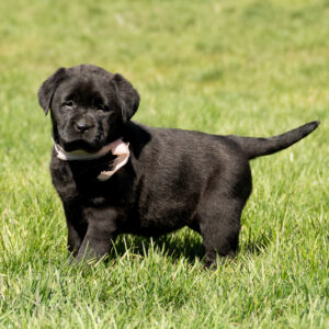 Black Female- You Choose 2nd (2 Total)