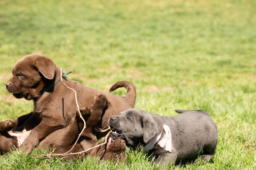 Brown Labrador Retriever puppy playing with a gray puppy on a grassy field in Massachusetts.