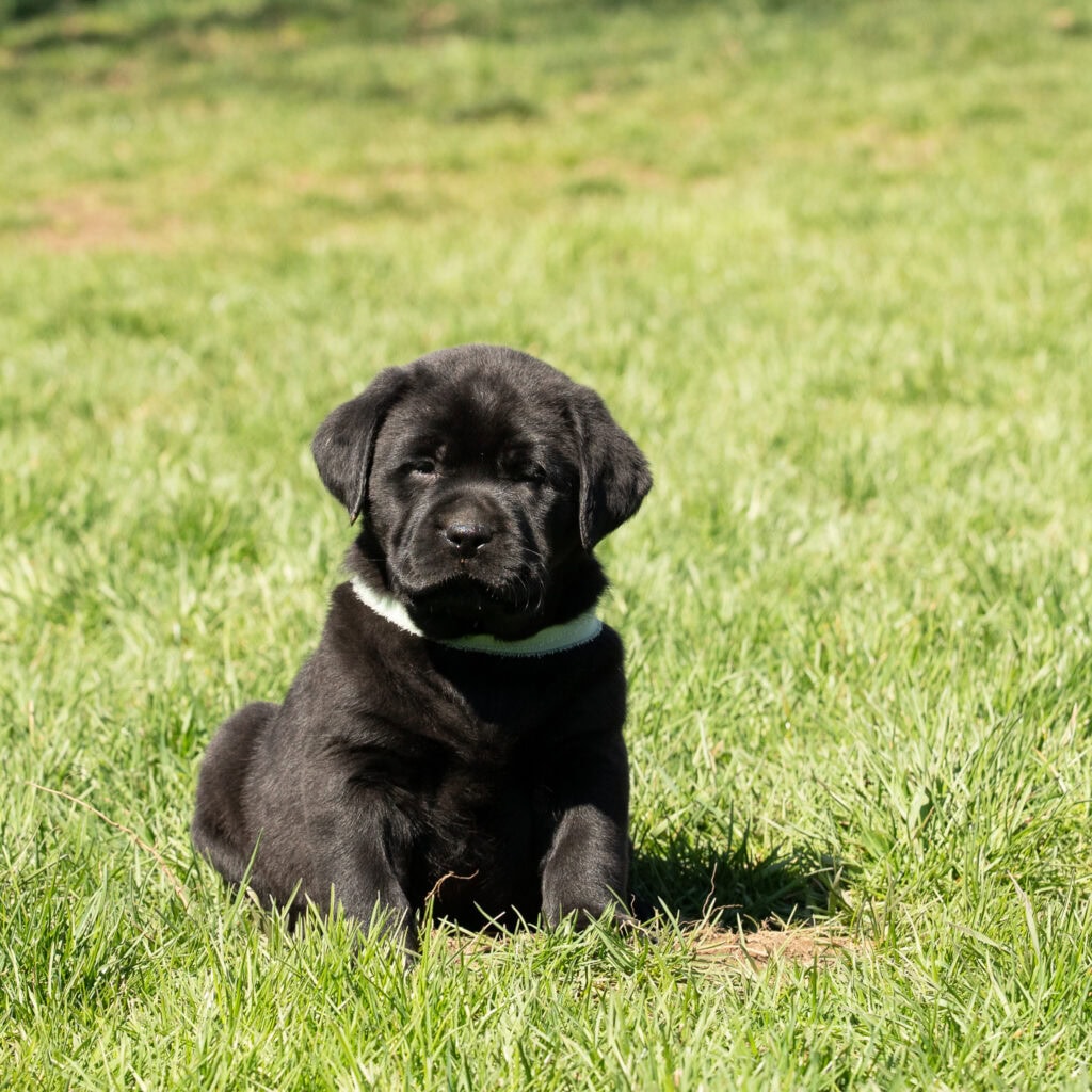 Black Labrador Retriever puppy sitting on green grass in Massachusetts, adorable and playful.