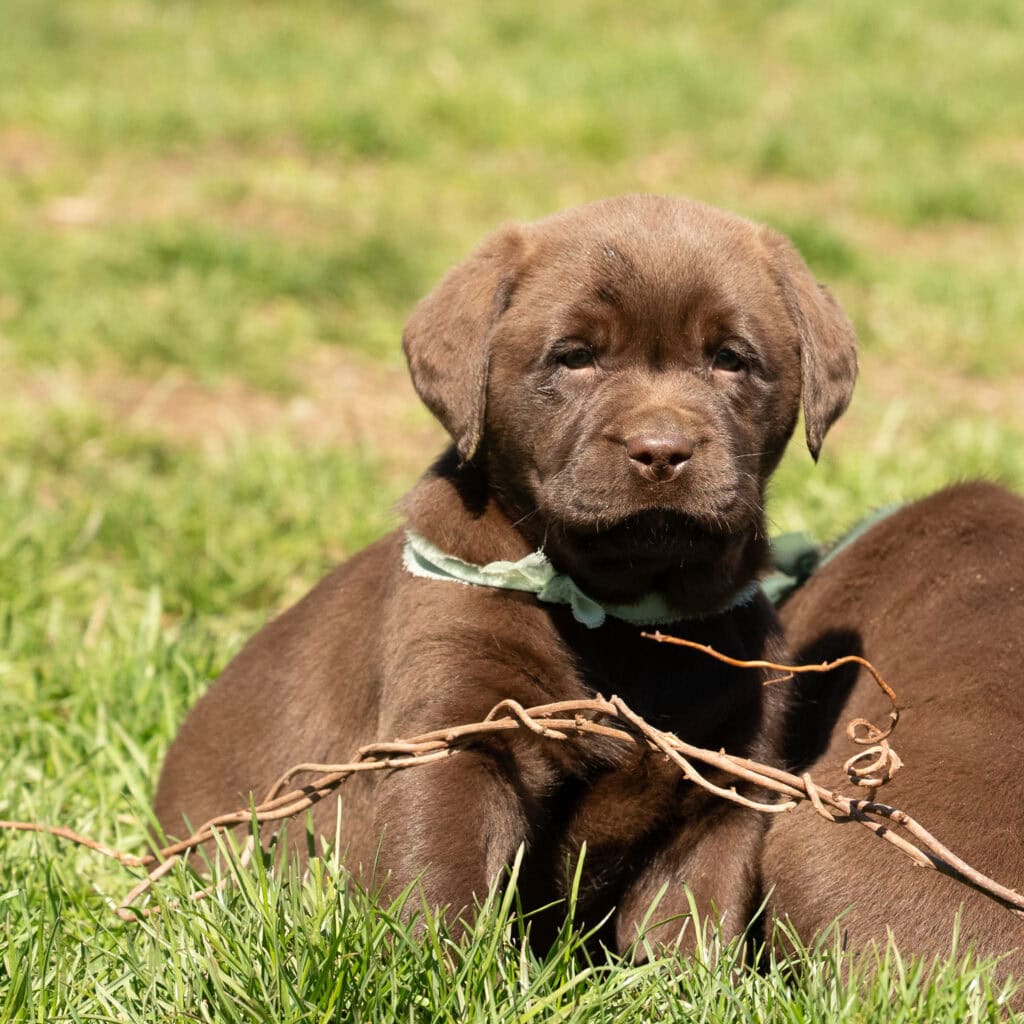 Labrador Retriever puppy sitting on grass in Massachusetts, adorable and playful.