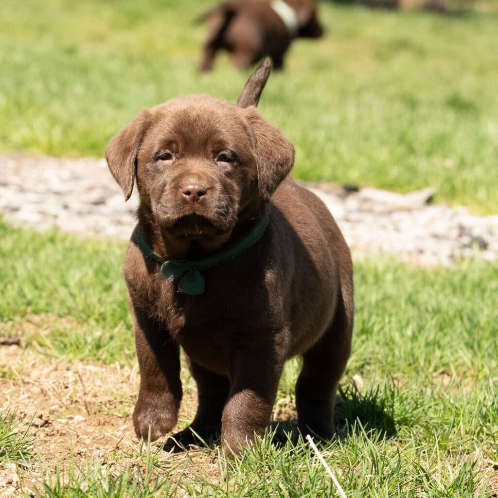 Adorable chocolate Labrador puppy in Massachusetts outdoor setting.