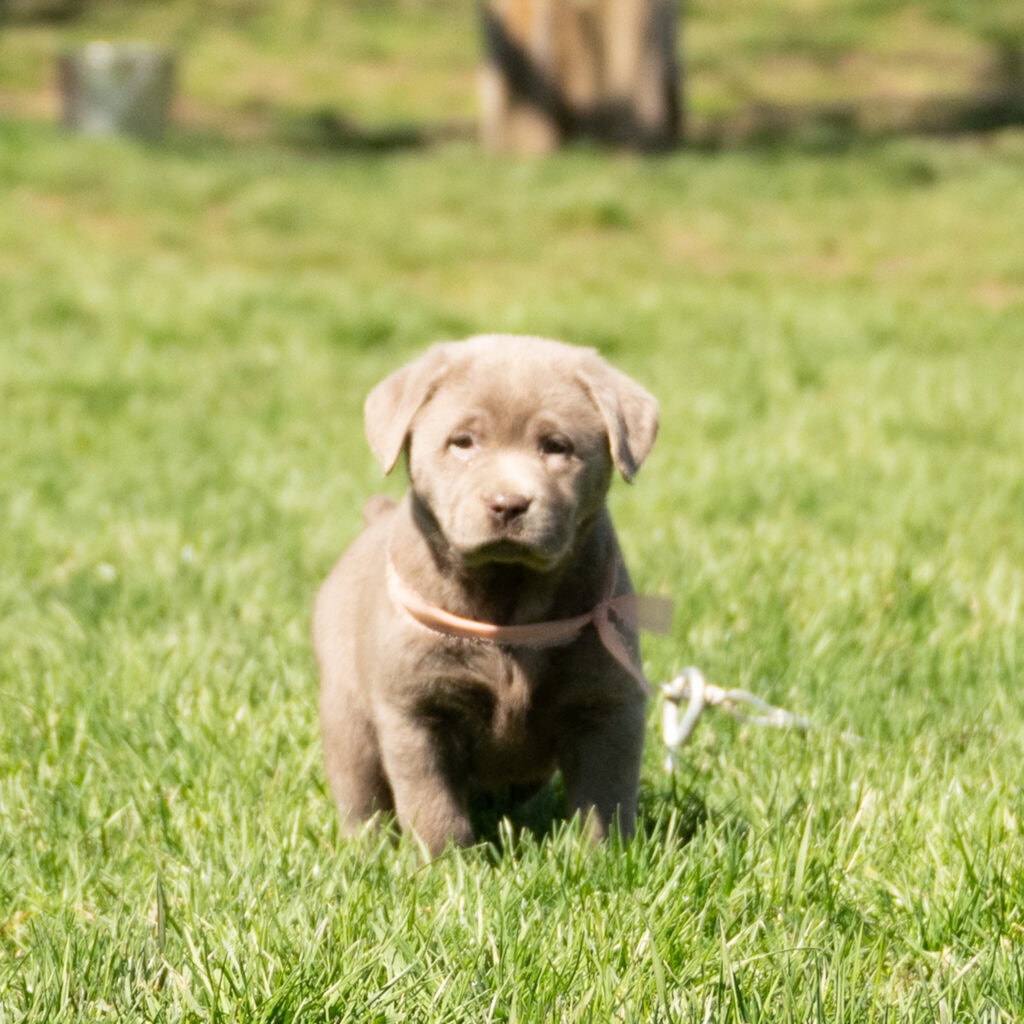 Silver Female- Only One in Litter