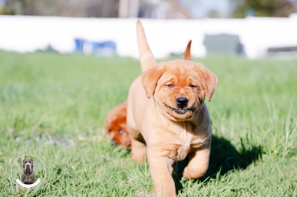 Adorable Labrador Retriever puppy running on green grass in Massachusetts.