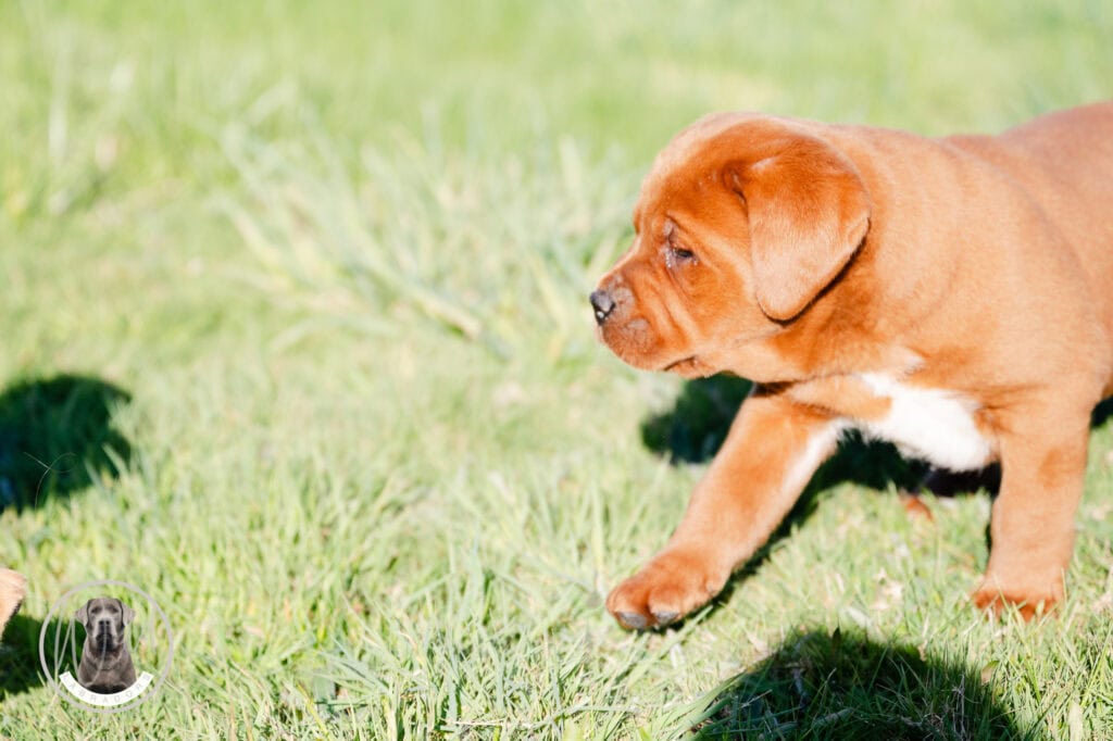 Adorable Labrador puppy in Massachusetts playing on green grass.