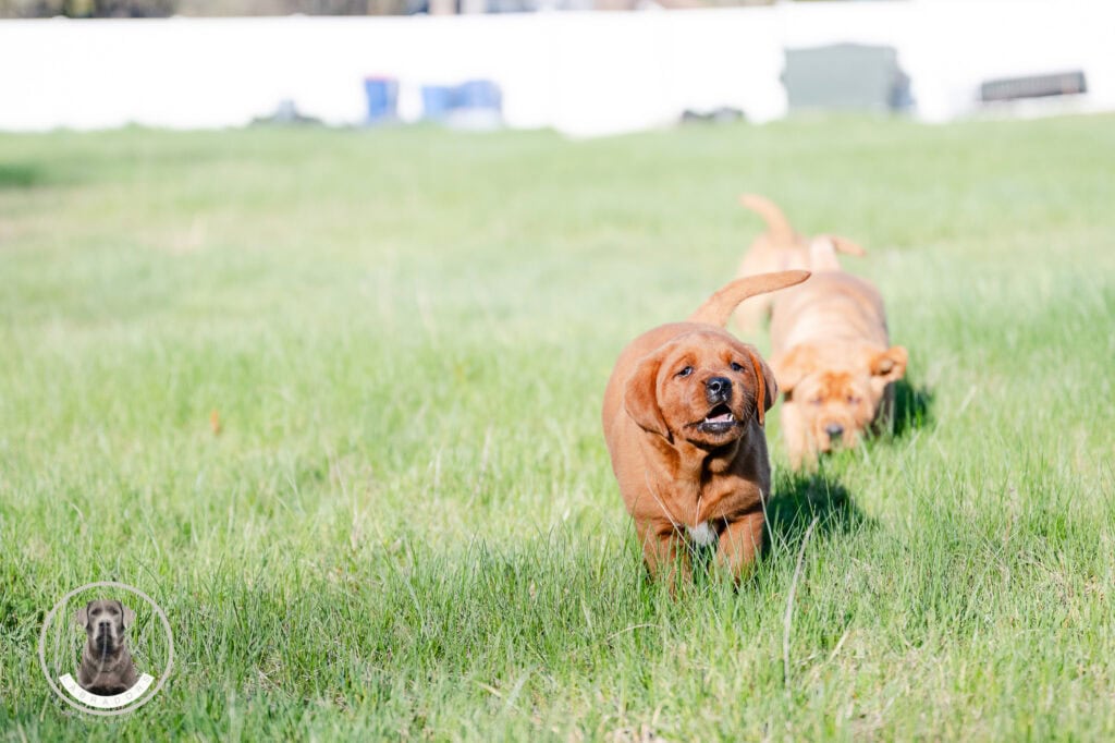 Labrador puppies playing on green grass in Massachusetts, perfect for dog lovers and breeders.