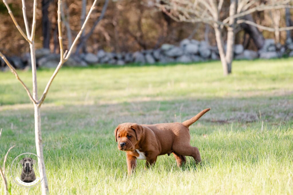 Adorable Labrador puppy exploring outdoor yard in Massachusetts.