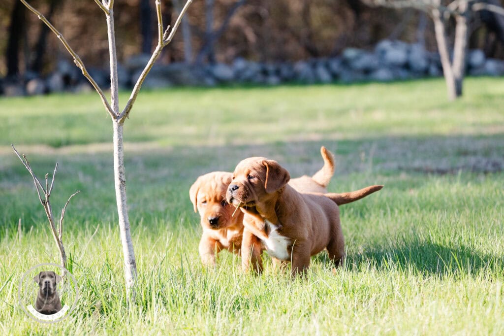 Adorable Labrador puppies playing in a lush green field in Massachusetts. Perfect for dog lovers see.
