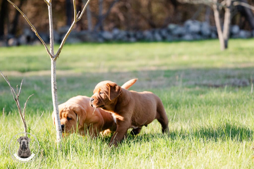 Labrador Retriever puppies playing outdoors in Massachusetts' green field.