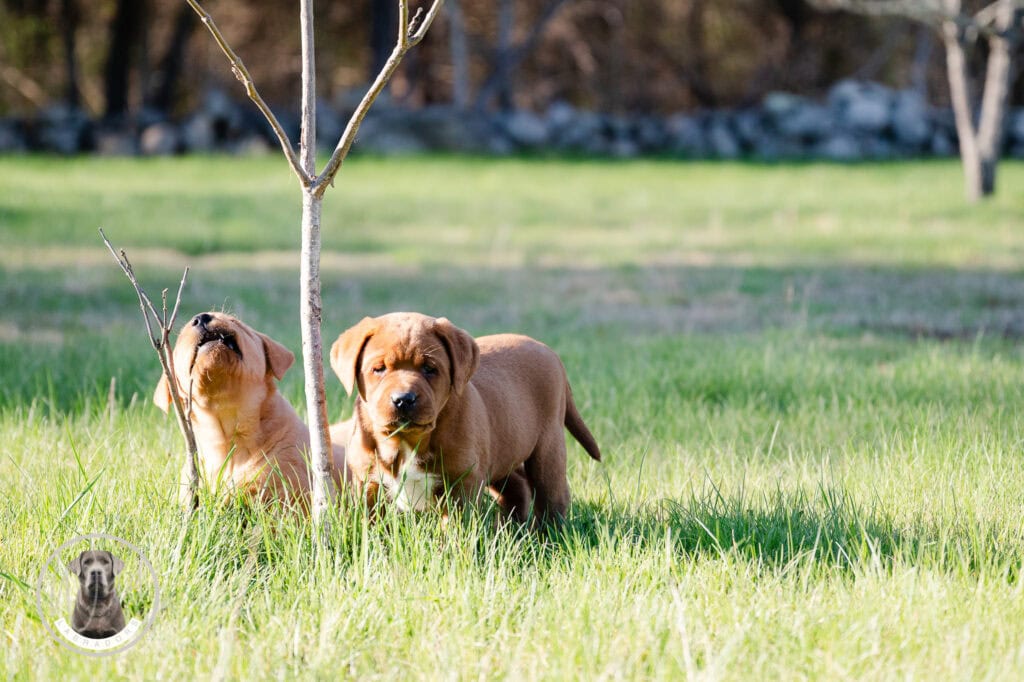 Two adorable Labrador puppies playing outdoors in Massachusetts grass field.