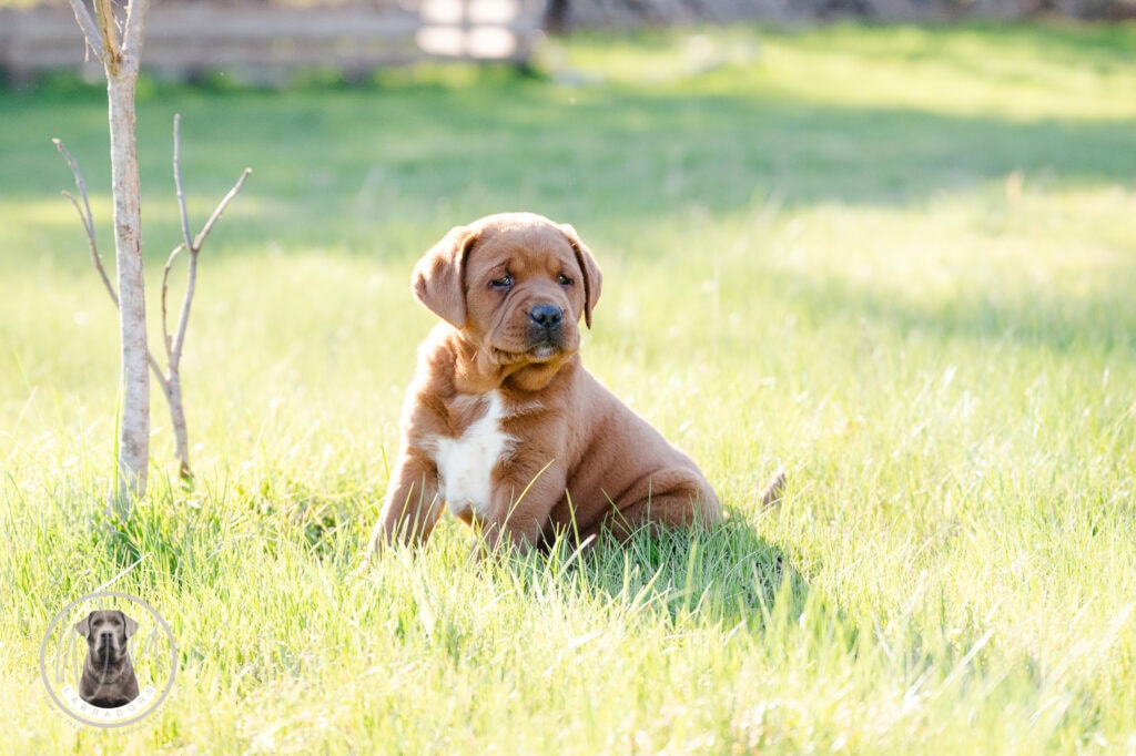 Adorable Labrador puppy in lush green grass, perfect for dog lovers in Massachusetts.