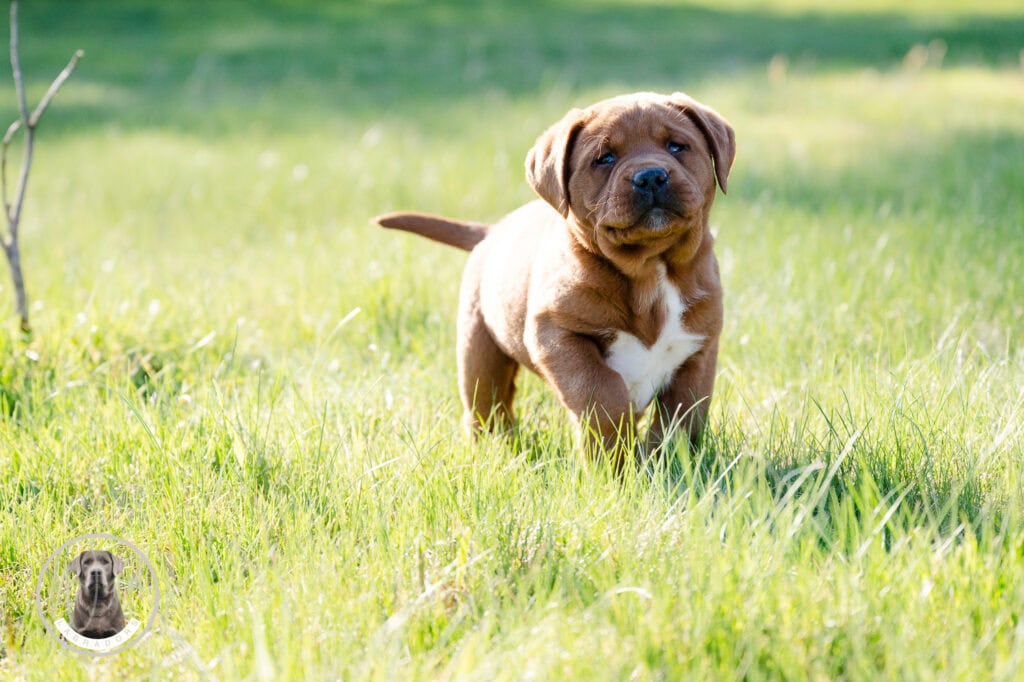 Adorable Labrador puppy standing in lush green grass outdoors in Massachusetts.