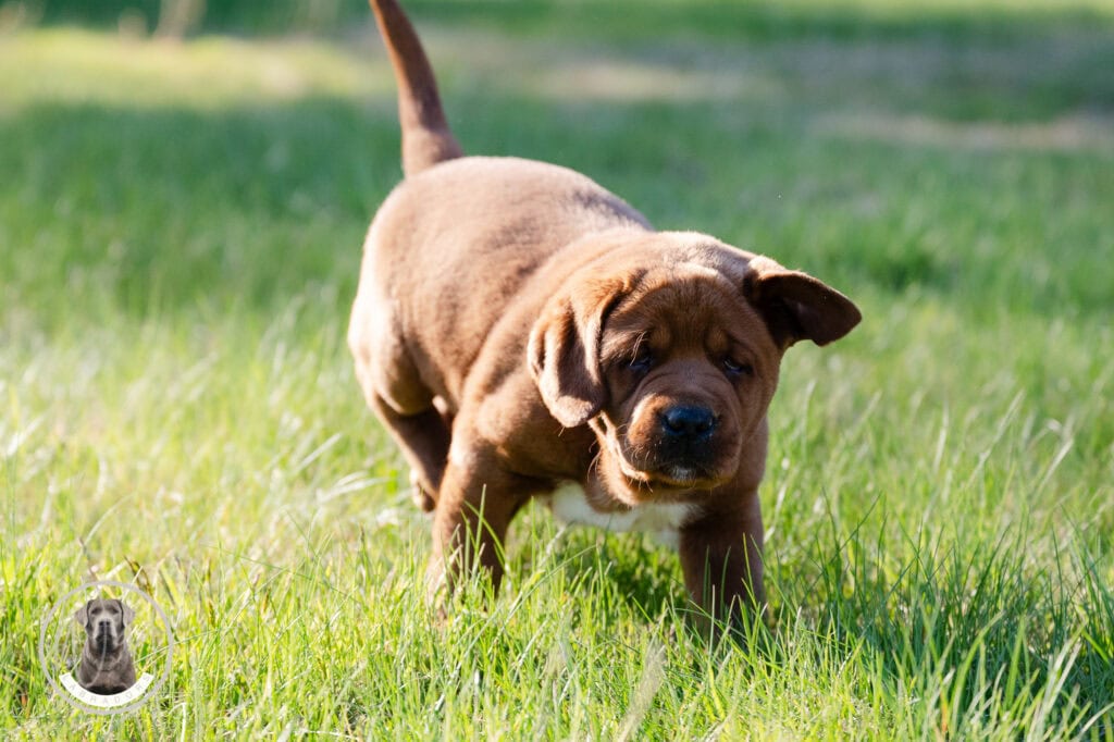 Adorable Labrador Retriever puppy playing on green grass in Massachusetts.