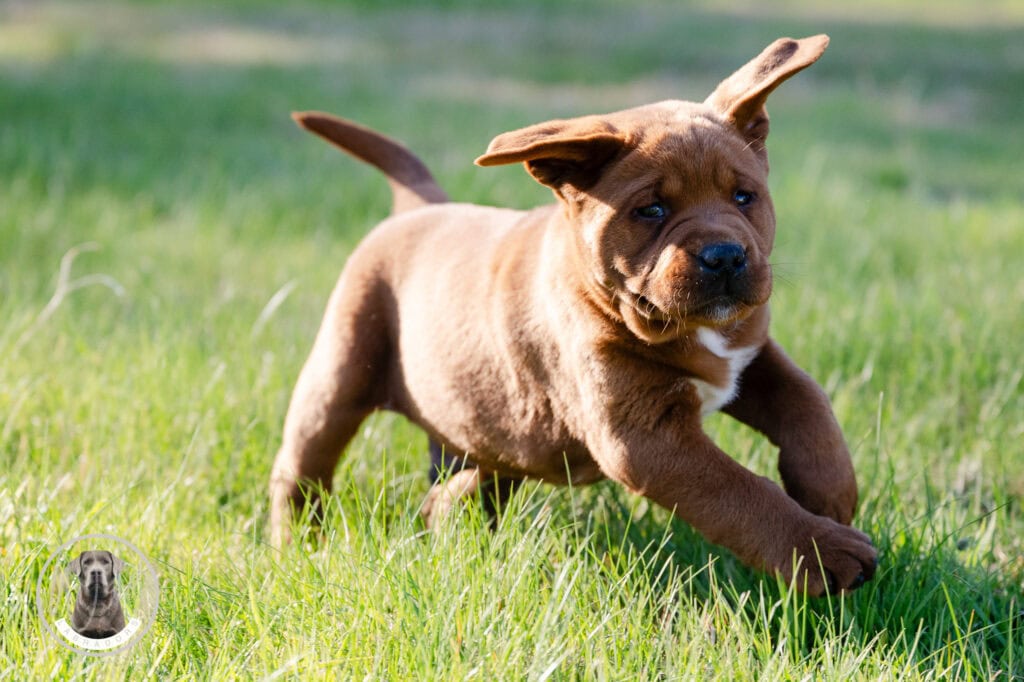 Adorable Labrador puppy running on green grass in Massachusetts.