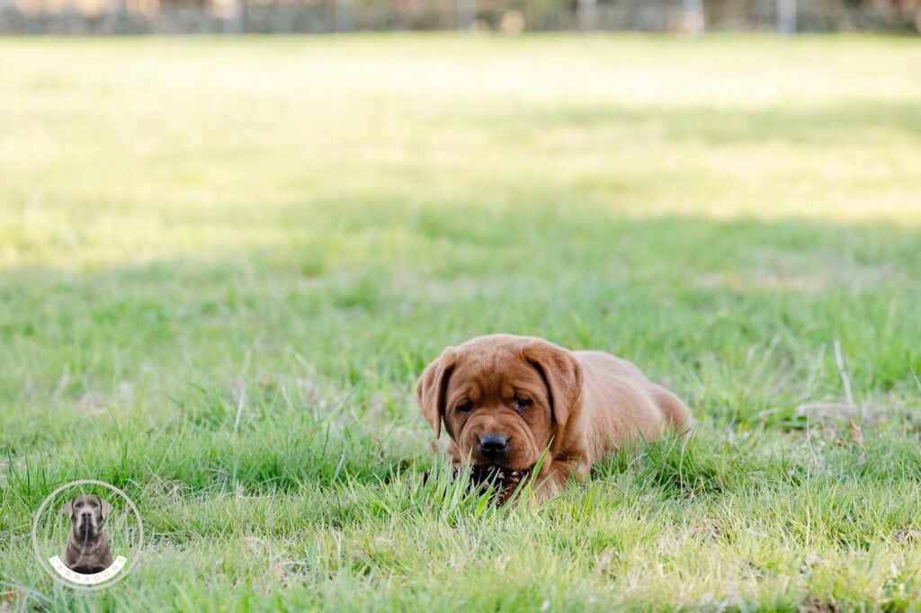 Golden Labrador puppy resting on lush grass in Massachusetts, showcasing playful and adorable traits.