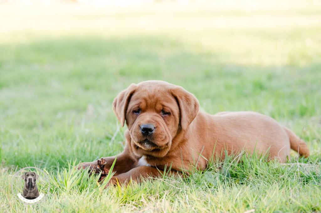 Adorable Labrador Retriever puppy lying on green grass in Massachusetts.